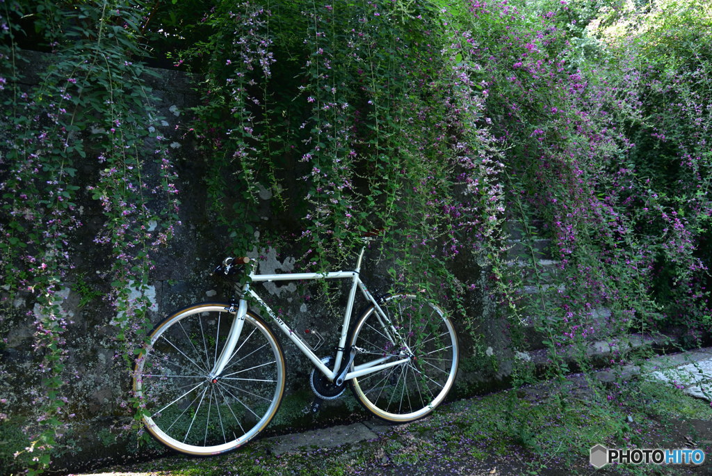 ロードバイクで萩見物　DSC_5167