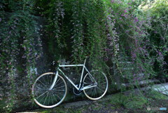 ロードバイクで萩見物　DSC_5167