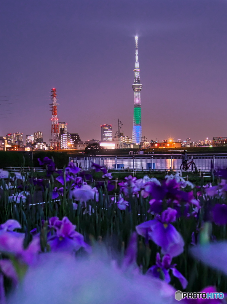 花菖蒲とスカイツリー　P6022695