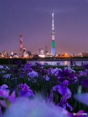 花菖蒲とスカイツリー　P6022695