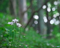 森の中のレンゲショウマ　P8250265