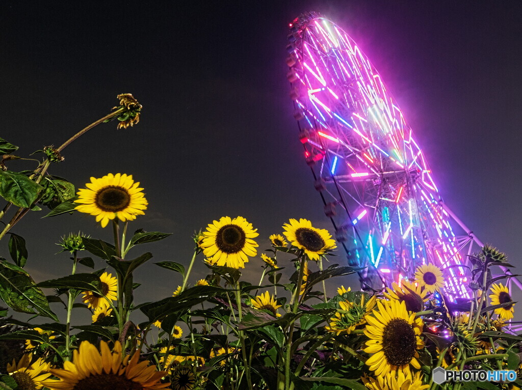 夜のひまわり畑＃２