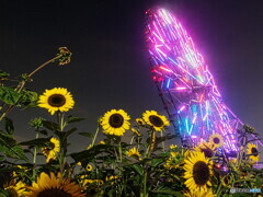 夜のひまわり畑＃２