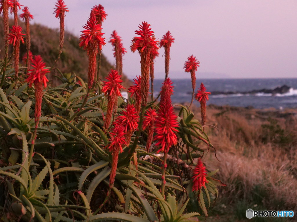 夕焼けの中のアロエの花　P1041488