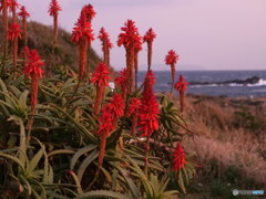 夕焼けの中のアロエの花　P1041488