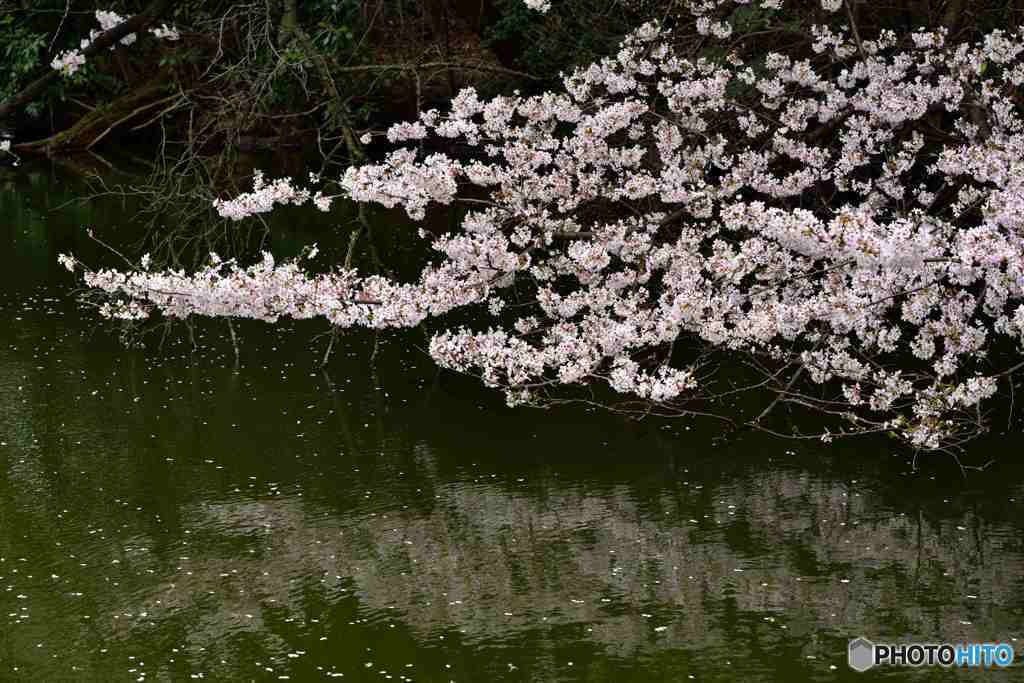 水辺の桜～１