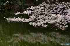 水辺の桜～１