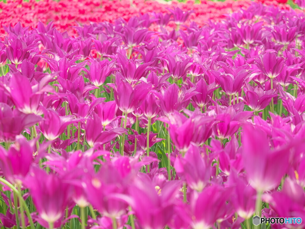 tulip.tulip...#2