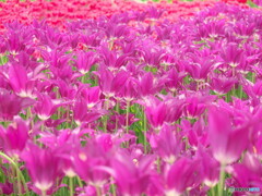 tulip.tulip...#2