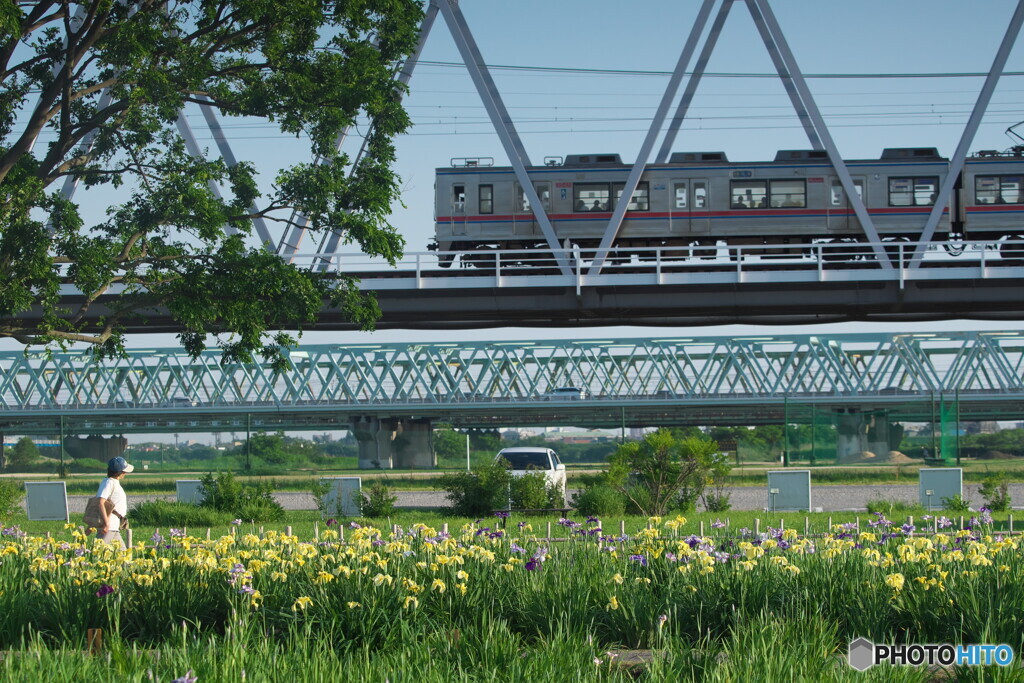 花菖蒲と電車＃２