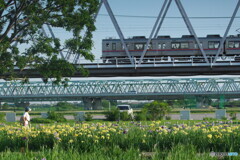 花菖蒲と電車＃２