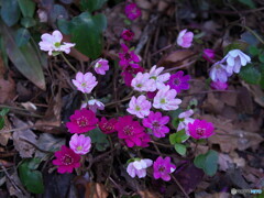 かたくりの里で出会った山野草～雪割草