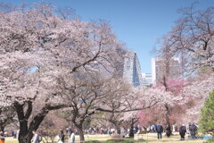桜爛漫新宿御苑＃２