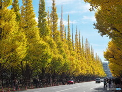 神宮外苑いちょう並木～外苑周回道路側から