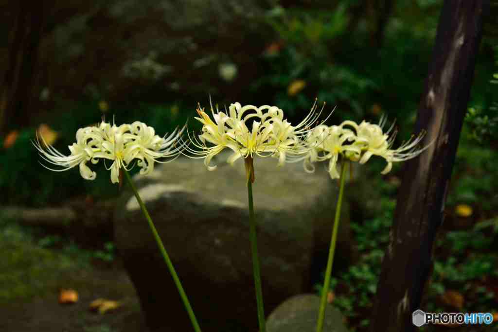 鎌倉宝戒寺の彼岸花～１