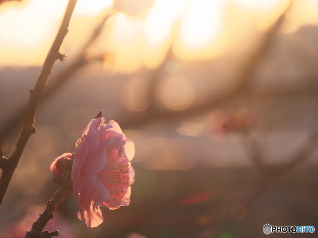 夕景～紅梅