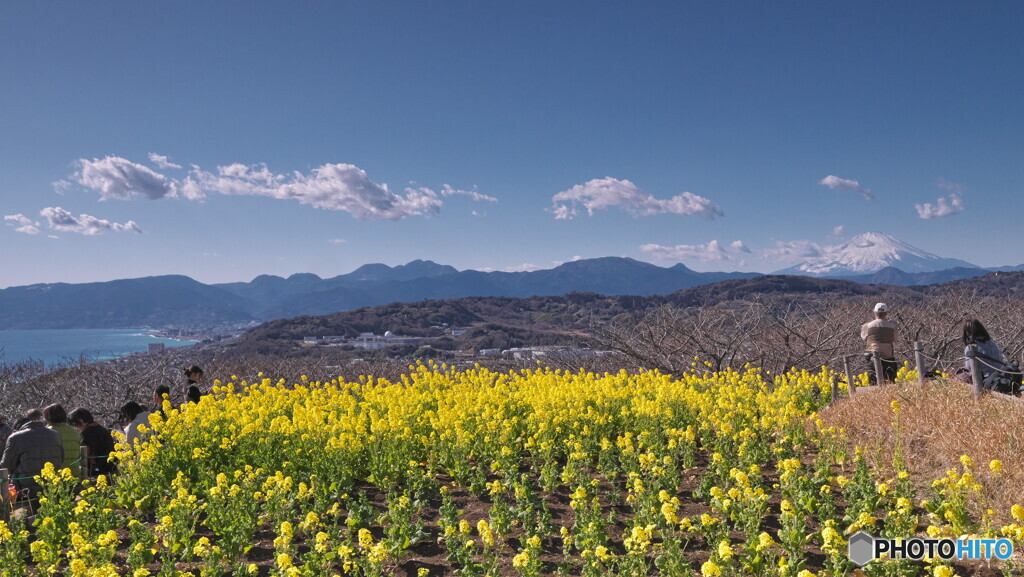 菜の花に富士山と相模湾