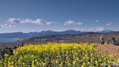 菜の花に富士山と相模湾