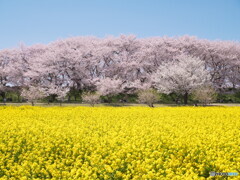 幸手権現堂桜堤＃２
