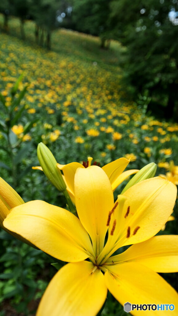 イエローウィン　P1101984