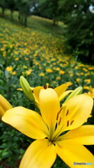 イエローウィン　P1101984