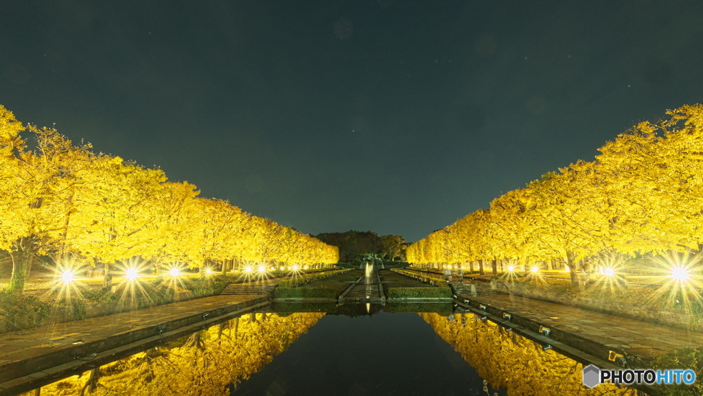 夜のいちょう並木