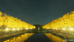 夜のいちょう並木