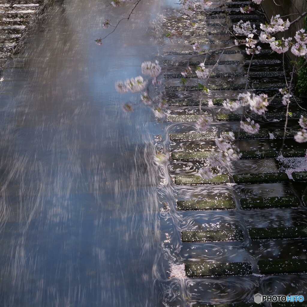 花筏其の1　P1156088