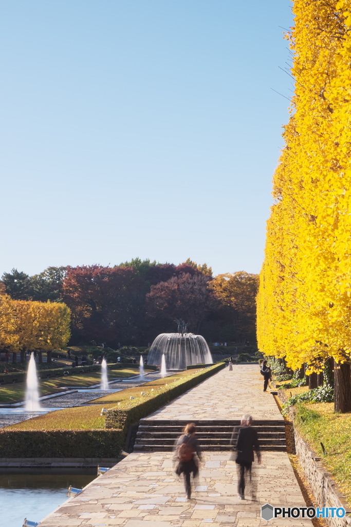 イチョウ並木を楽しむカップル