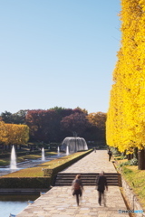 イチョウ並木を楽しむカップル