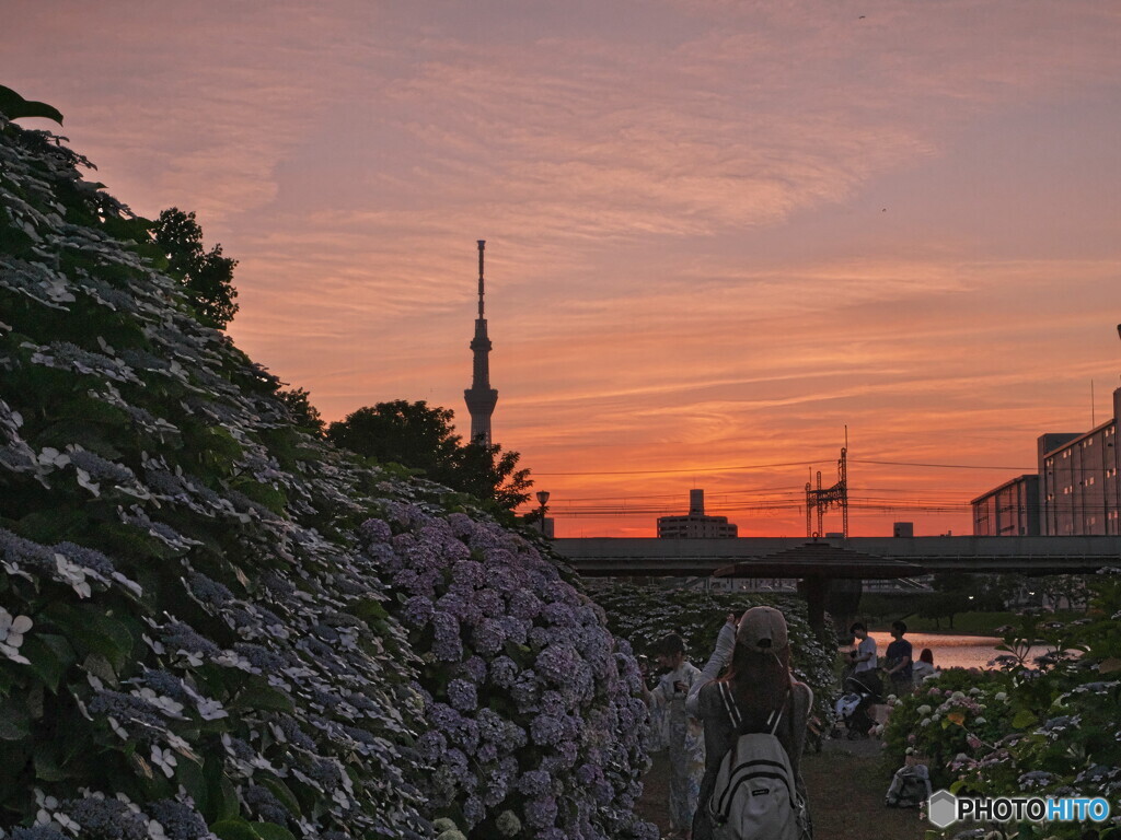夕暮れ時の紫陽花＃１