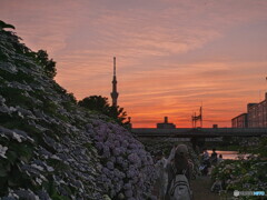 夕暮れ時の紫陽花＃１