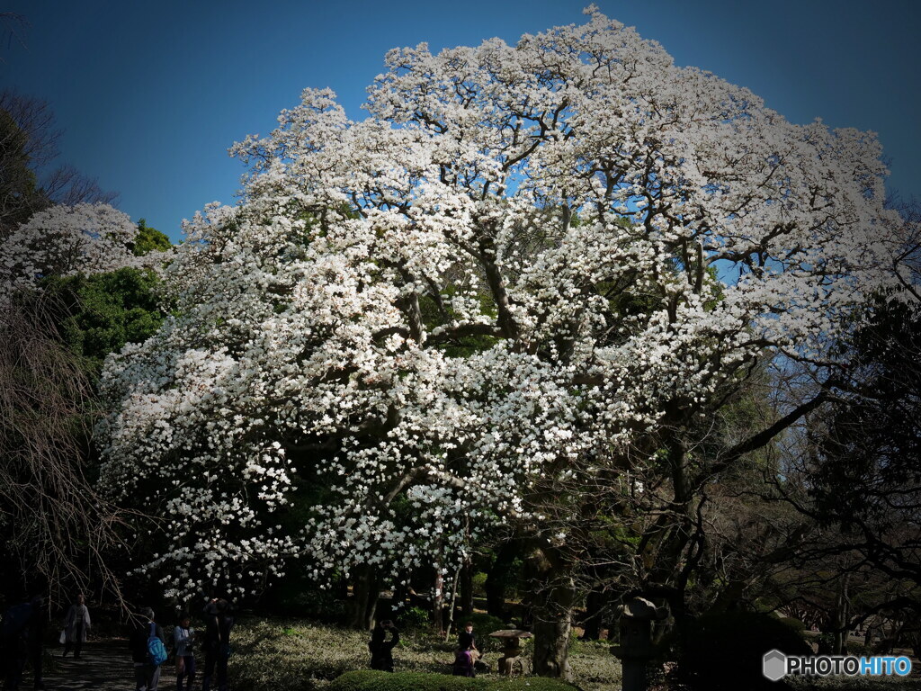ハナモクレン其の1　P1143202
