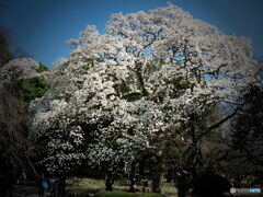 ハナモクレン其の1　P1143202