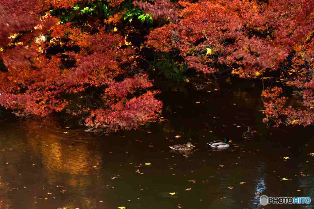 晩秋の新宿御苑その１