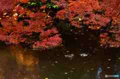 晩秋の新宿御苑その１