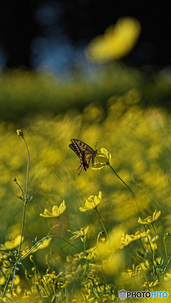蝶＃１