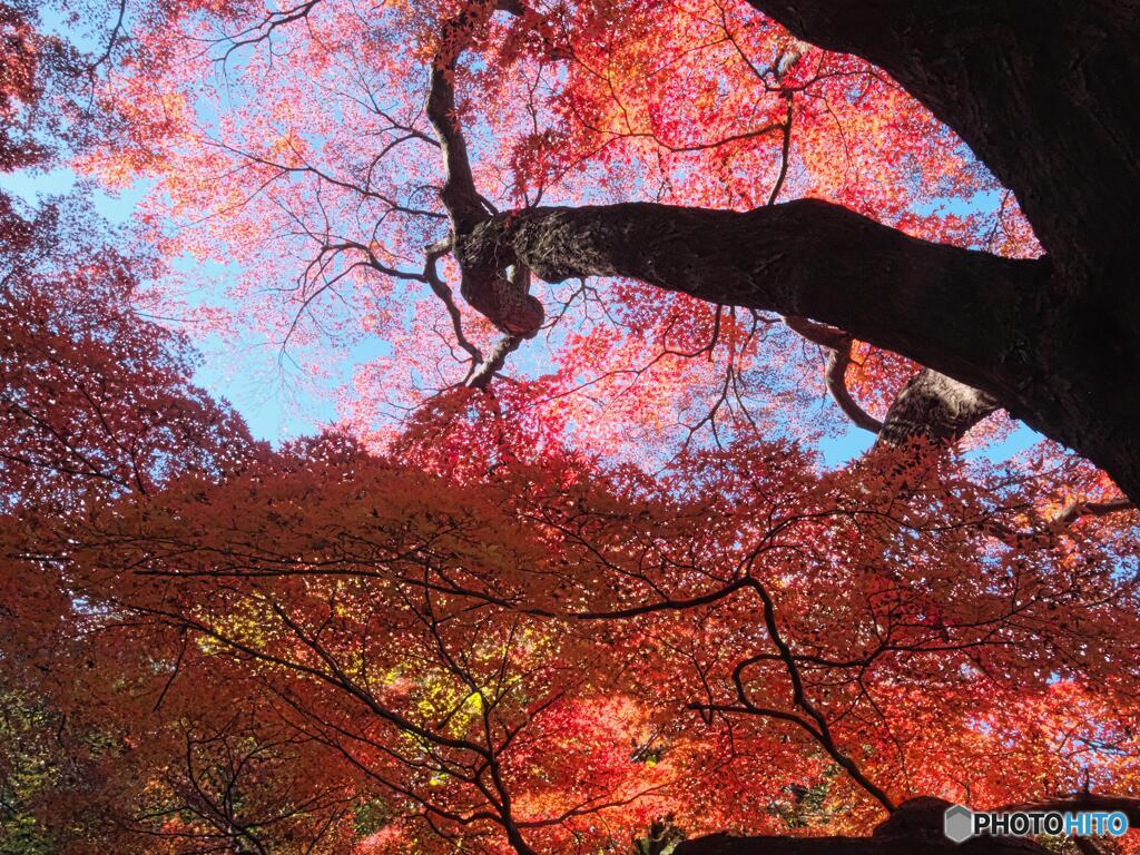 モミジを下から愛でる