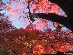 モミジを下から愛でる