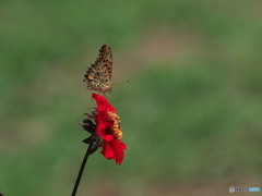 「蝶と蟻」の蝶