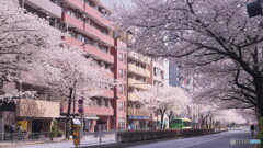 明治通りの桜並木～恵比寿周辺＃２