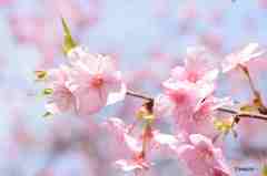 早咲きの桜その２
