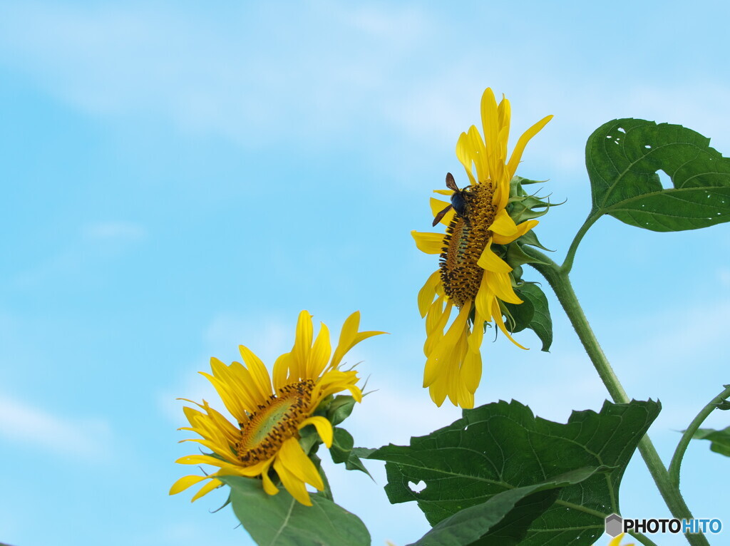 向日葵＃２