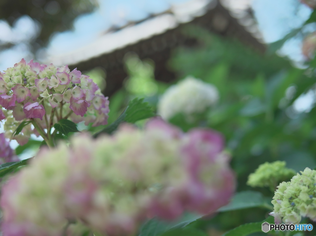 白山神社の紫陽花　P1196085