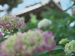 白山神社の紫陽花　P1196085