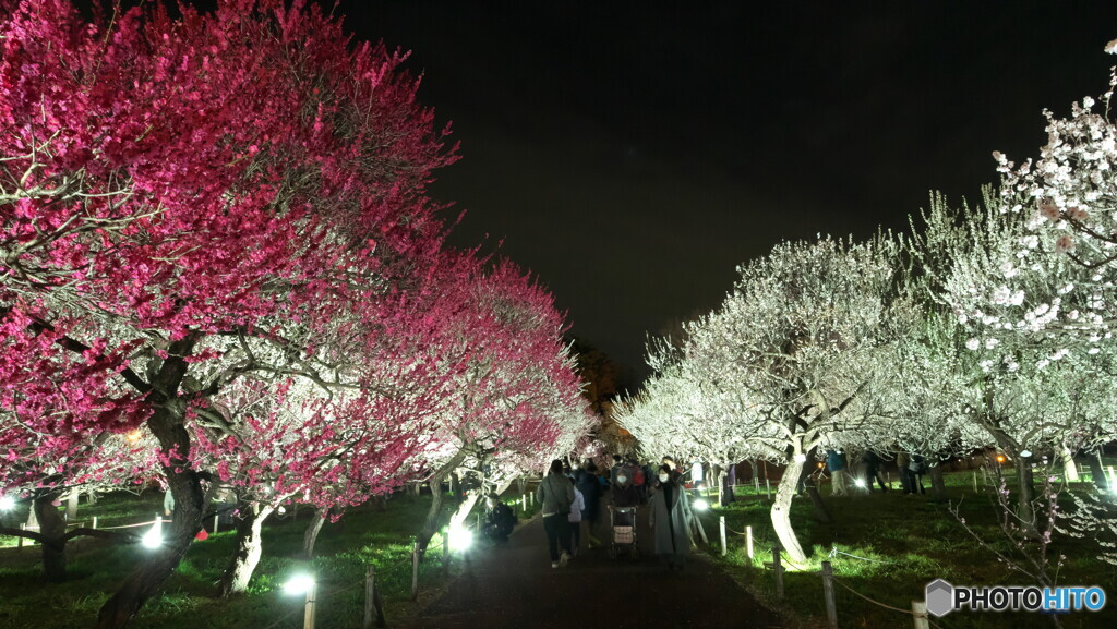 競い合う紅白梅