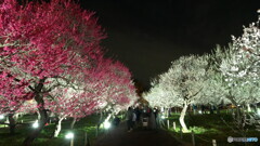 競い合う紅白梅