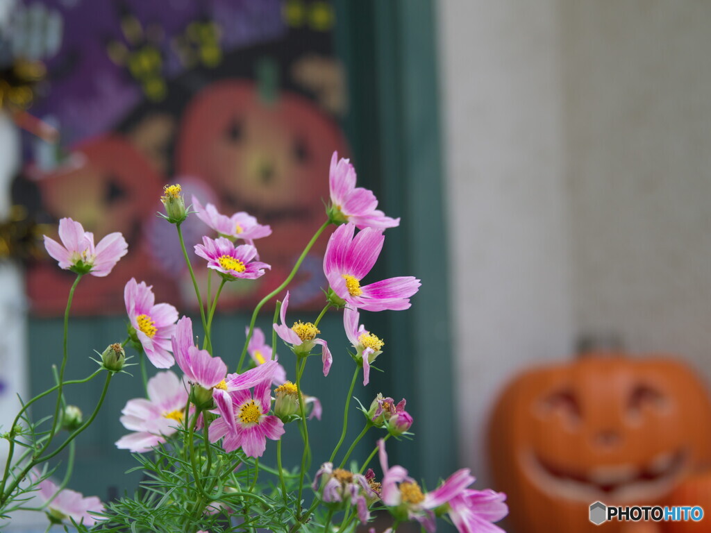 ハロウィンの日＃１