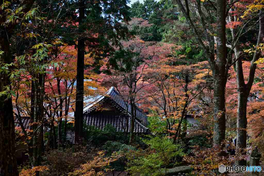 箱根長安寺の紅葉～境内を望む