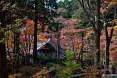 箱根長安寺の紅葉～境内を望む